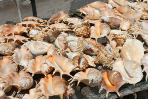 Snail shells on Phú Quý island