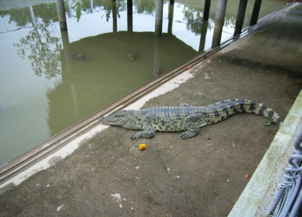 A crocodile at the lake in Tiền Giang