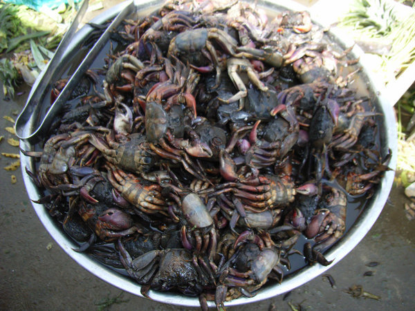 Crabs at An Bình market in Cần Thơ
