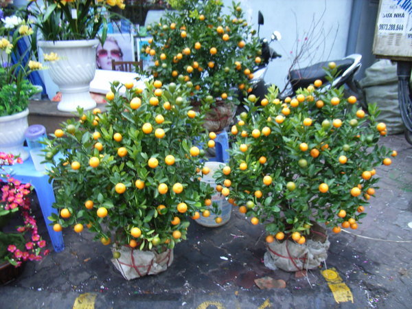 Kumquat trees at the flower market