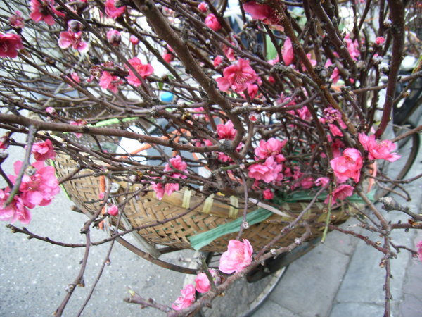 Peach blossom on a basket