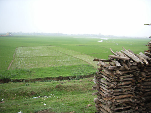 Green rice fields