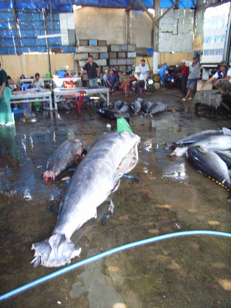 Tuna and other fishes at logistic center