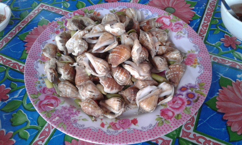 Sea snails (Ốc biển) in Quảng Ngãi province