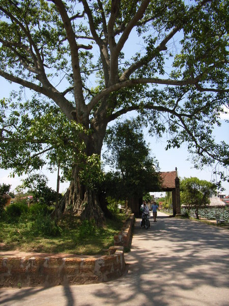 300-year-old banian tree (cây đa)