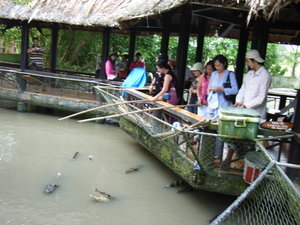 Crocodile catching at Mỹ Khánh village