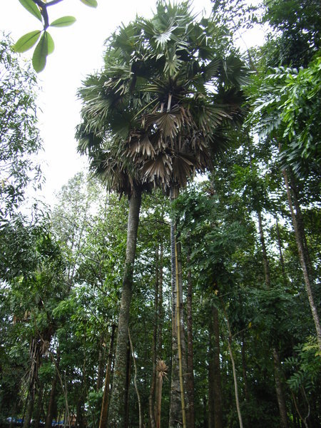Palm tree at Mahatup temple