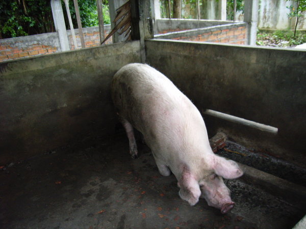 A 5 toed pig at Mahatup temple