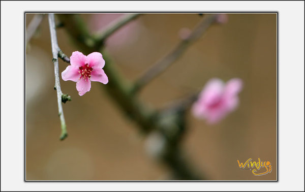 Hoa đào (peach blossom) in Hà Giang