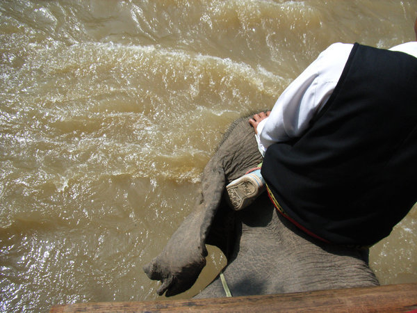 Elephant walks down into water