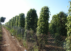 Pepper trees