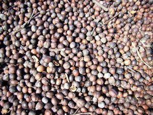 Coffee seeds being dried in the sun 