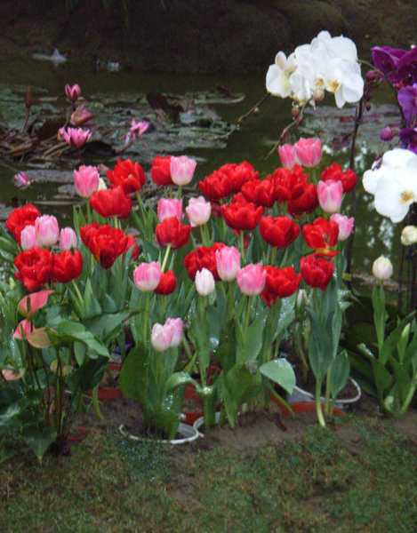 Dutch tulips and Vietnamese water-lily