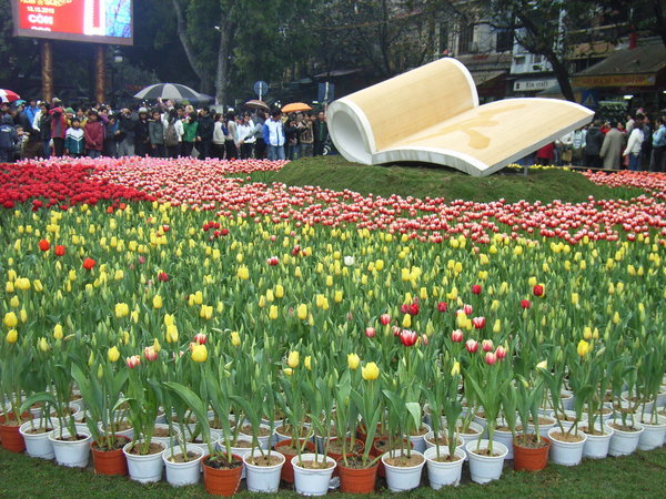 Dutch tulips at the festival