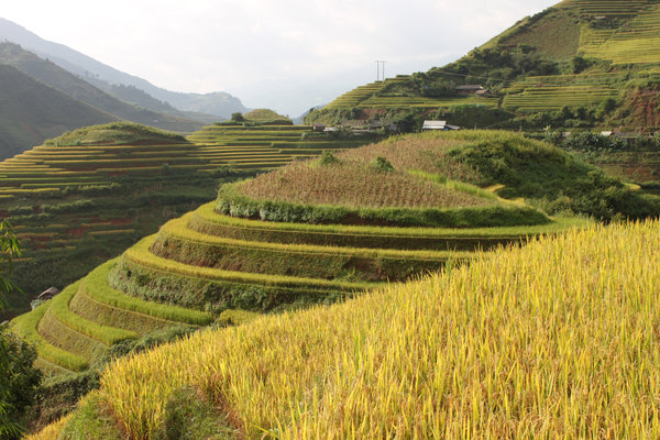 Terraced rice fields in Mù Cang Chải