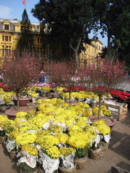 Flowers at a roundabout in Hanoi