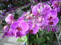 Orchid at the flower market