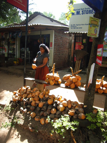 A shop selling king coconuts in Sigiriya