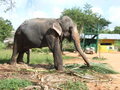 Elephant in Sigiriya