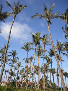 Coconut trees in Tuy Hoà city