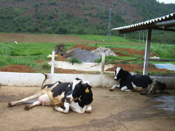 Cows for milk