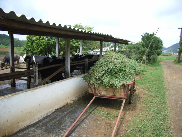 Diary farm of individual households