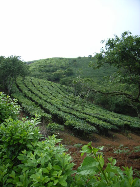 Tea plantation hills 