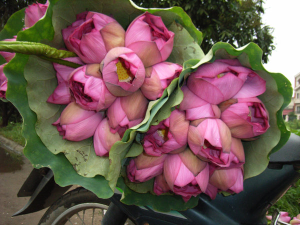 Lotus flowers in Hanoi - Summer 2008
