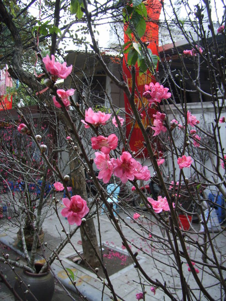 Peach blossoms - Tết 2010 in Hanoi