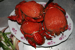 Huỳnh Đế crab on Phú Quý island, Bình Thuận province