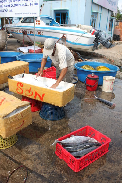 Packing mackerel (cá thu) at An Thới port
