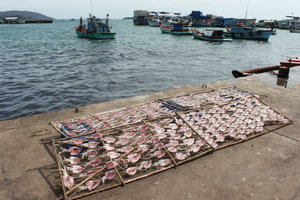 An Thới port - Drying squids in the sun
