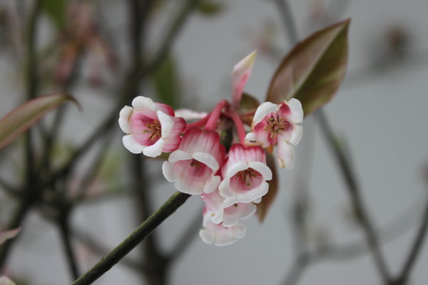 Hoa đào chuông (bell shaped peach blossoms) in Bà Nà hills