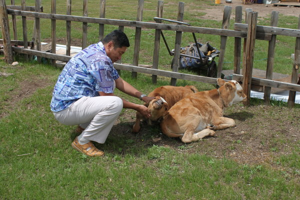 Our driver and oxen