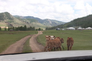 Oxen in front of our car
