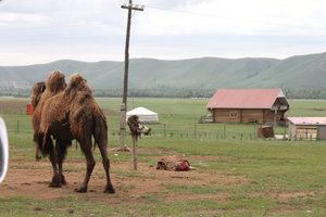 A camel near our car