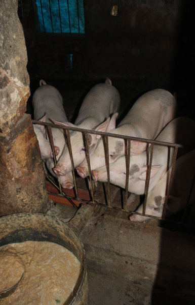 Pig raising in Vân village