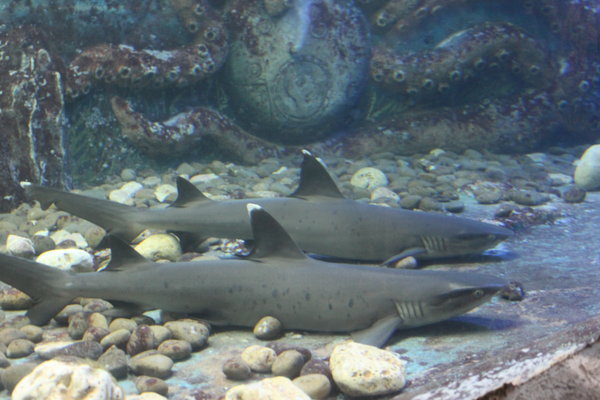 Sharks at Trí Nguyên aquarium