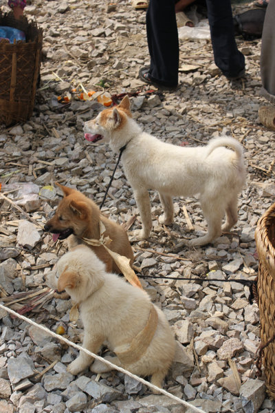 Dogs on sale at Quản Bạ market