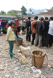 Selling dogs at the Sunday market