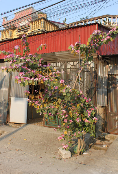 Hoa Ban flowers in Mèo Vạc town