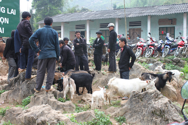 Selling goats at Lũng Phìn market