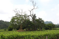 Tân Trào banyan-tree (Cây đa Tân Trào)