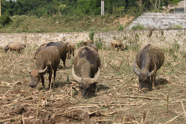 Buffaloes near the boats and Năng river