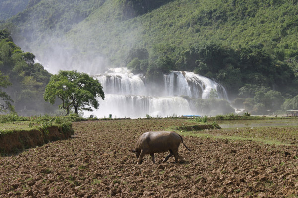 Rice field near Bản Giốc waterfall