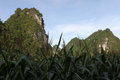 Mountains and corn trees