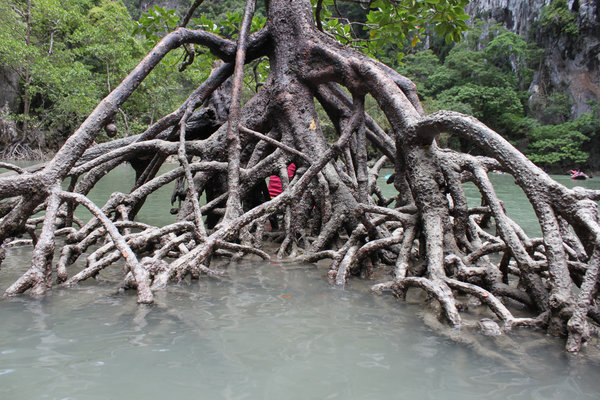 A big tree with root in water 