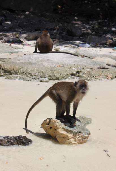 Monkey beach - Phi Phi Don island