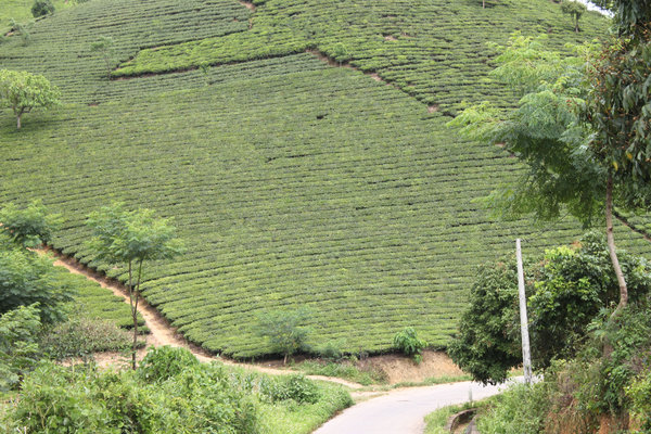 Tea hills in Suối Giàng
