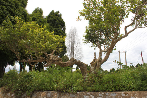 A tea tree in Suối Giàng